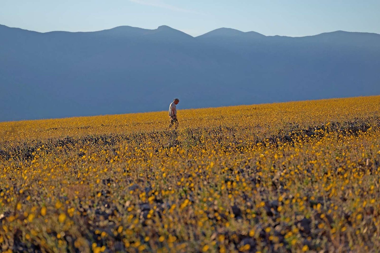 Wildflowers are blooming in the driest place in North America