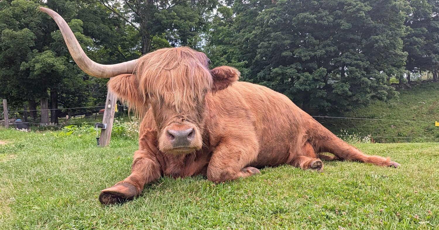 From the Farm: The ongoing story of one amazing Highland Steer