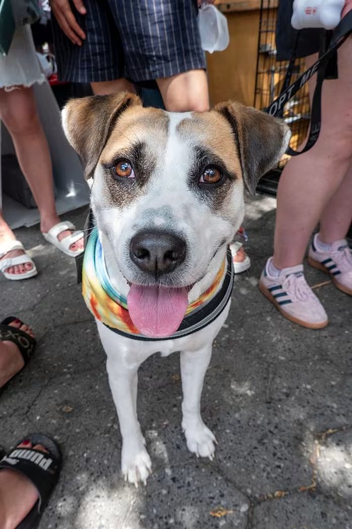 Celebrate life with an adoptable pet: July 11-12