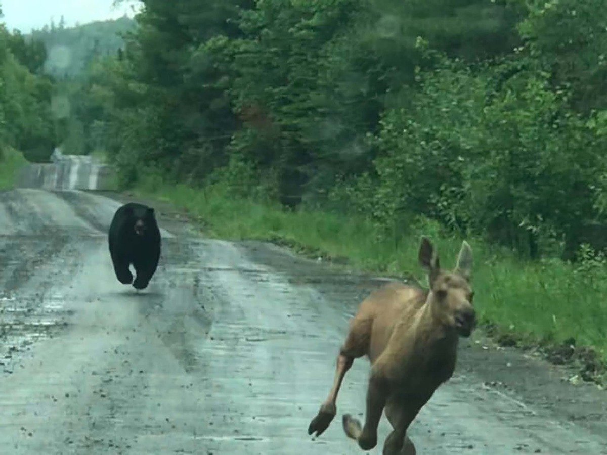 A Maine couple spotted a moose. Then a black bear charged out of the woods.