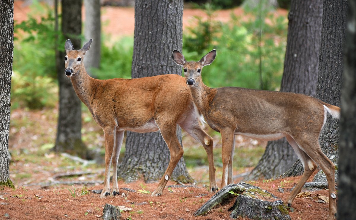 The 2026 Maine antlerless deer permit lottery results are here