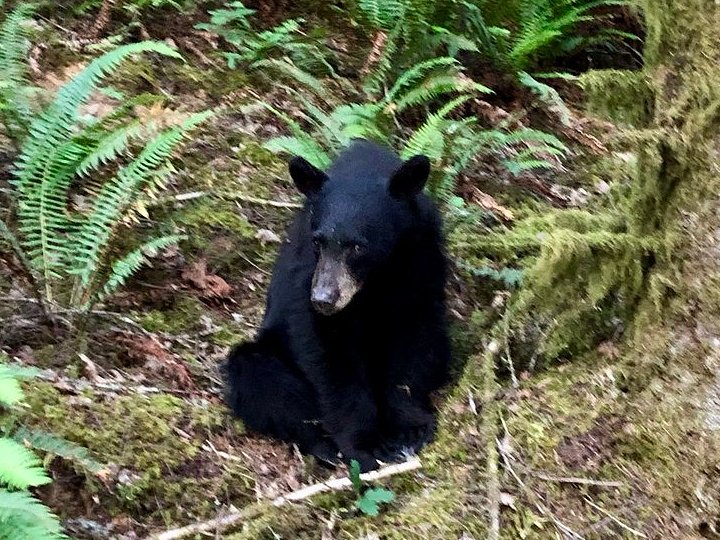 Oregon campground closed following aggressive bear behavior