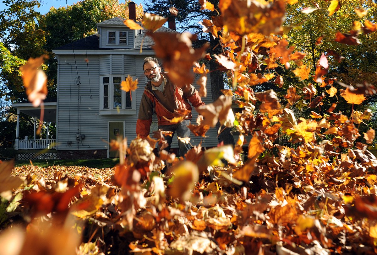 Bangor will start collecting your leaves next week