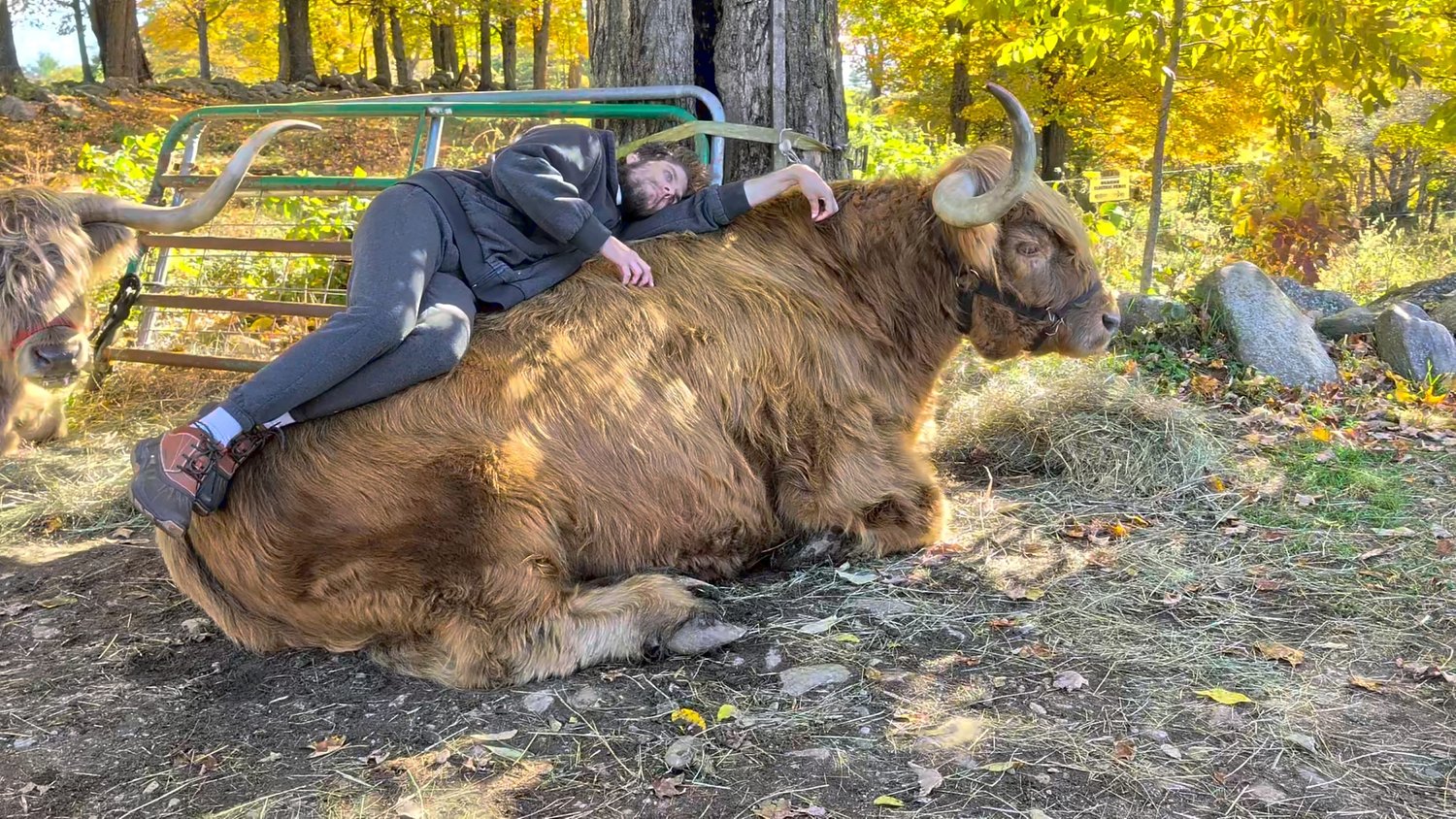 From the Farm: Meet your new therapist — a cow