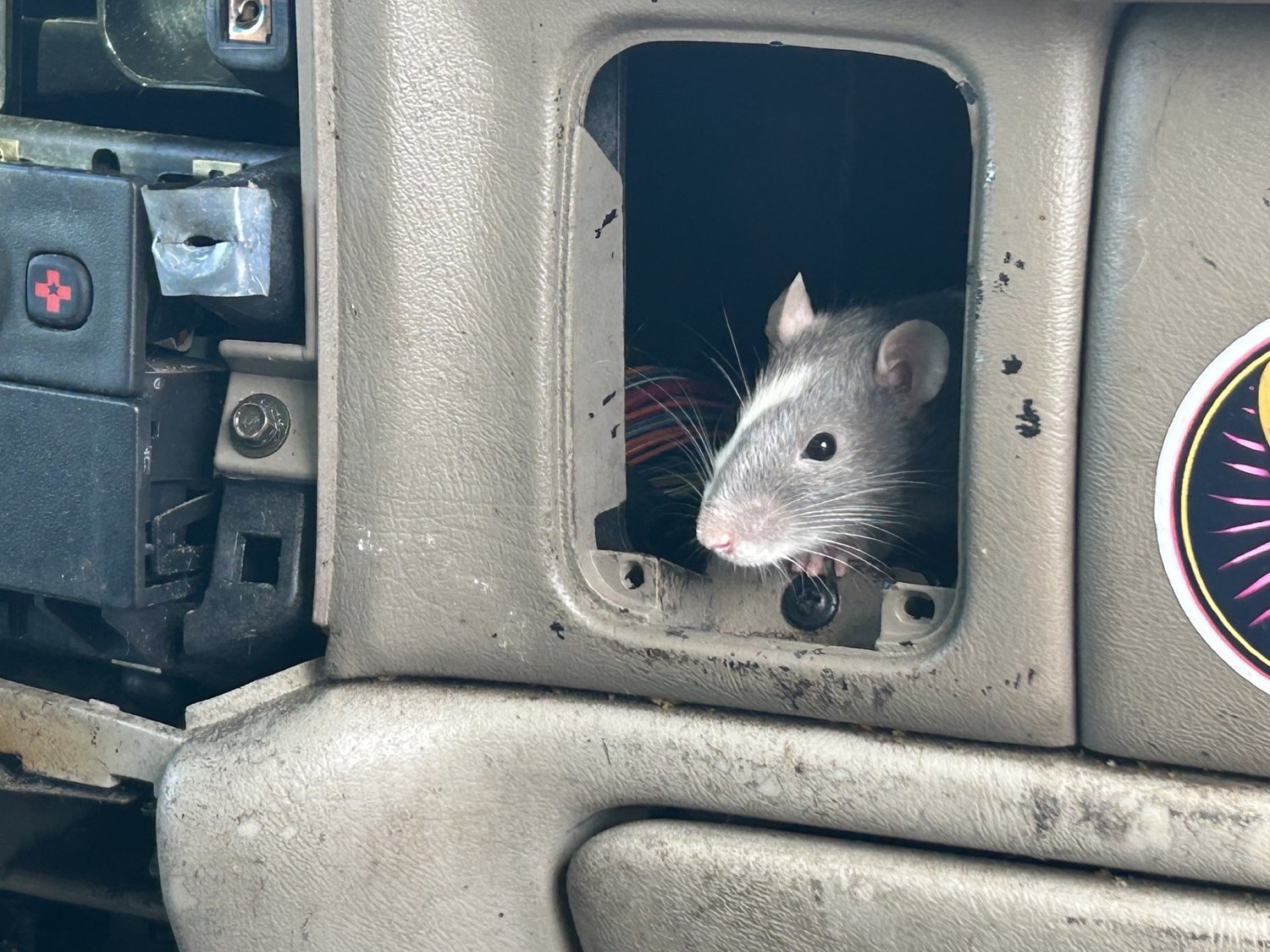 Rats! More than 100 found in two parked vehicles in Eugene