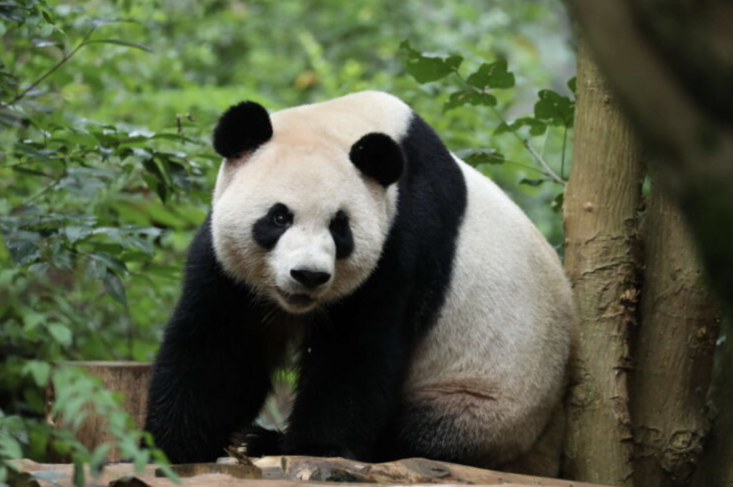 Two giant pandas will arrive at Zoo Atlanta soon