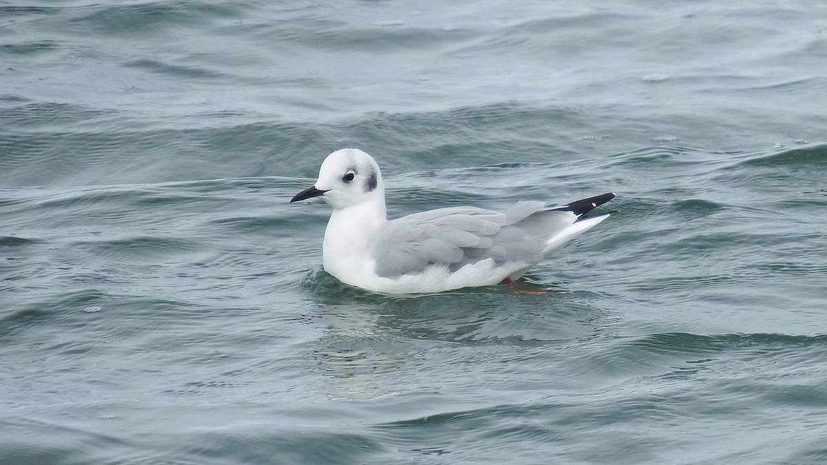 Rare birds turned up on this wild Maine boat trip across the Canadian border