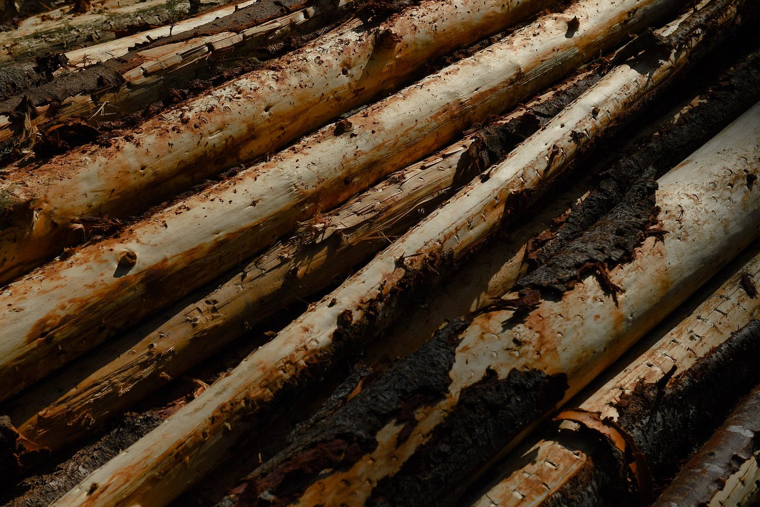 Timber group, county association challenge lawsuit they say would disrupt ongoing BLM forest projects
