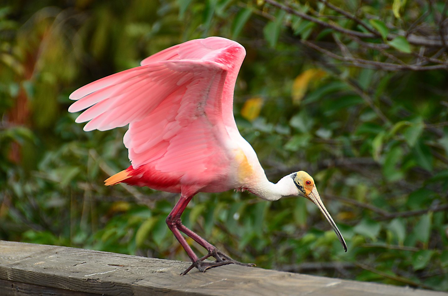 Speaking of Nature: Nikonus and Iso — The gods of photography
