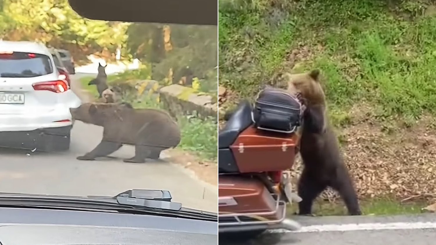 Urșii de pe Transfăgărășan, tot mai agresivi: au smuls bara unei mașini și au răsturnat o motocicletă / video