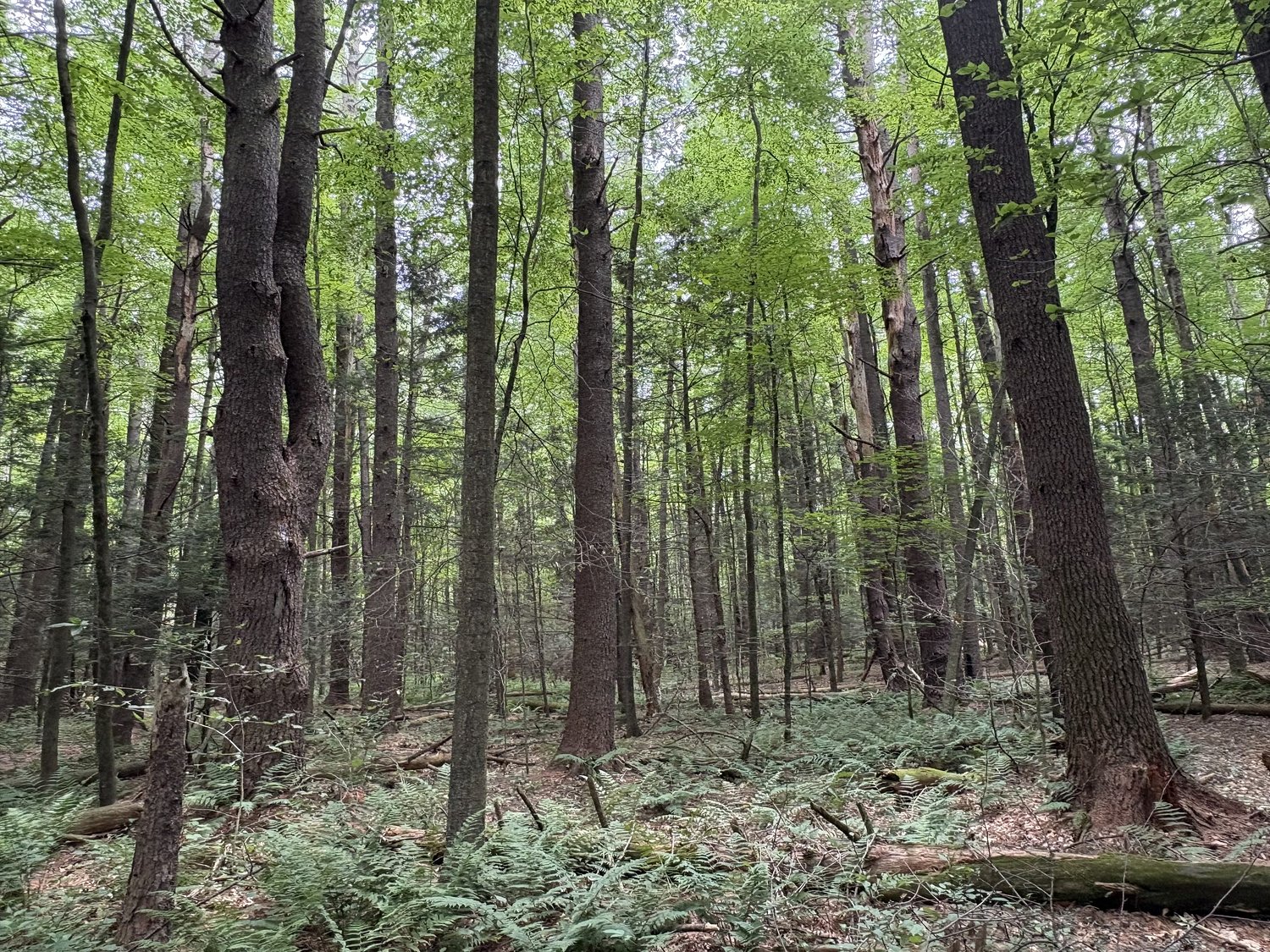 Pushback: Seeing the forest through the trees