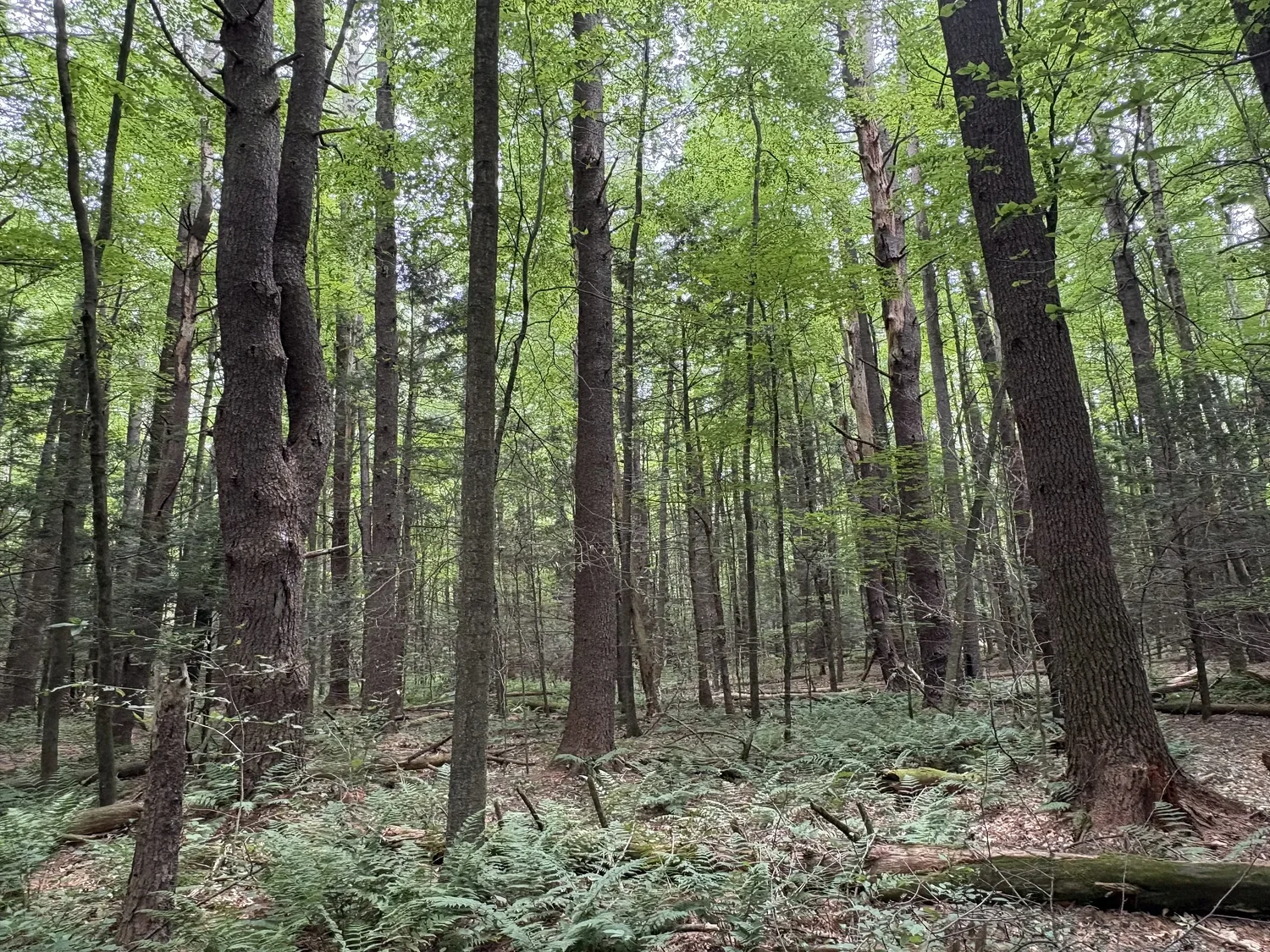 Pushback: Seeing the forest through the trees
