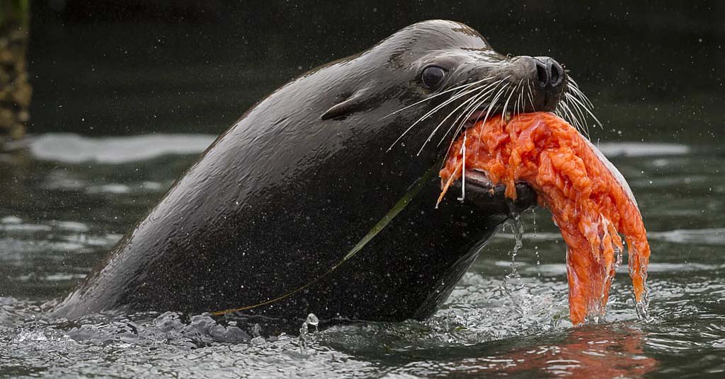 OPINION: Killing seals and sea lions won’t solve the Northwest’s salmon crisis