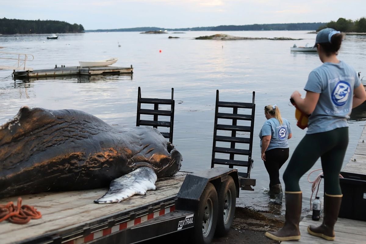 Dead, emaciated humpback whale calf found off Maine's coast