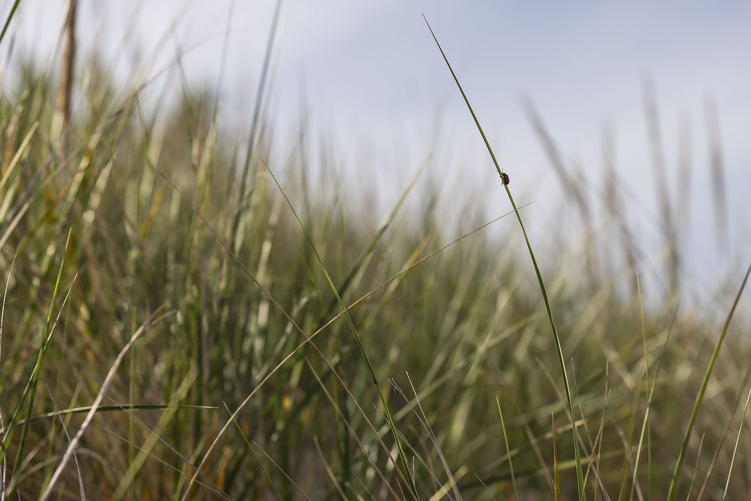 Using glowing plants, UMass researchers study how grass actually grows