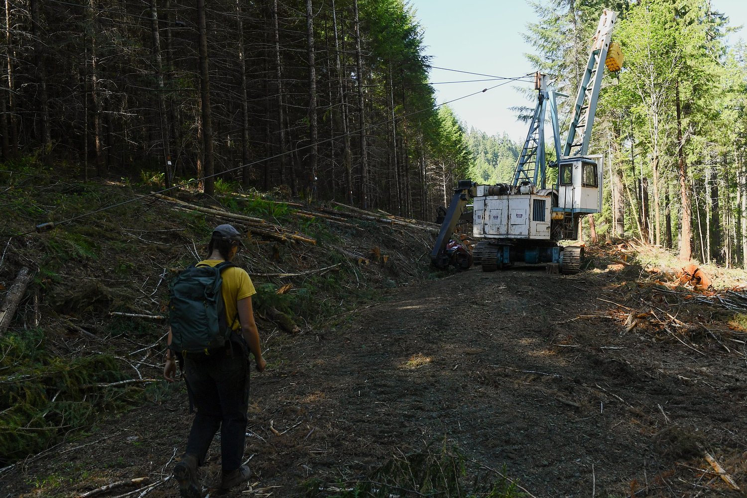 A timber operation went awry. Fallout echoed far beyond the forest.