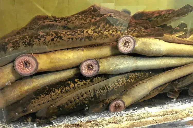 Vermont warns against disturbing sea lamprey during spawning season