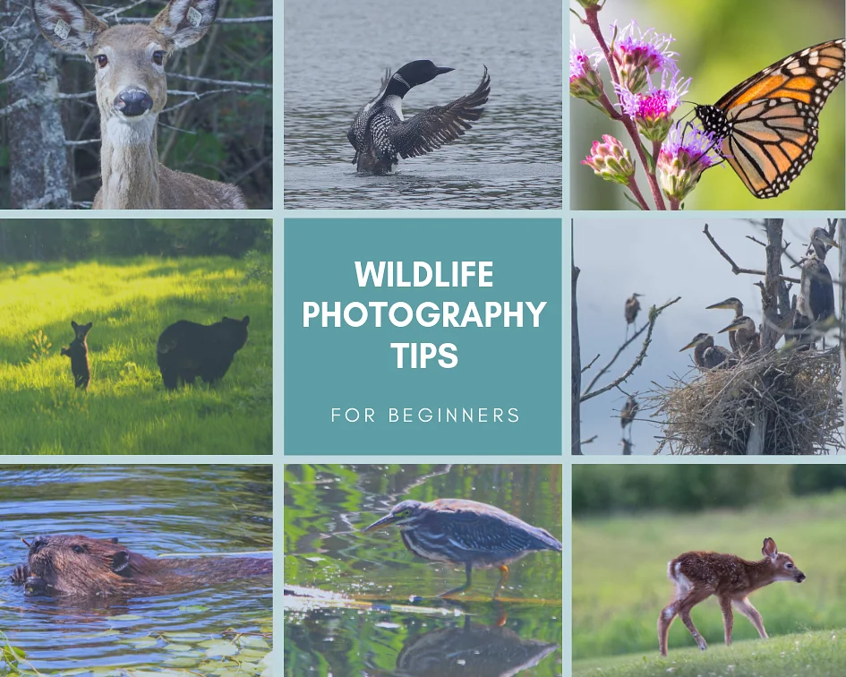 How to take amazing wildlife photographs
