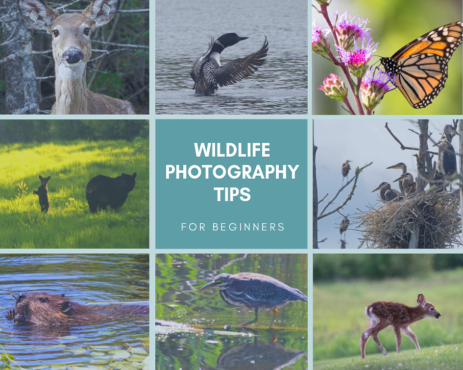 How to take amazing wildlife photographs