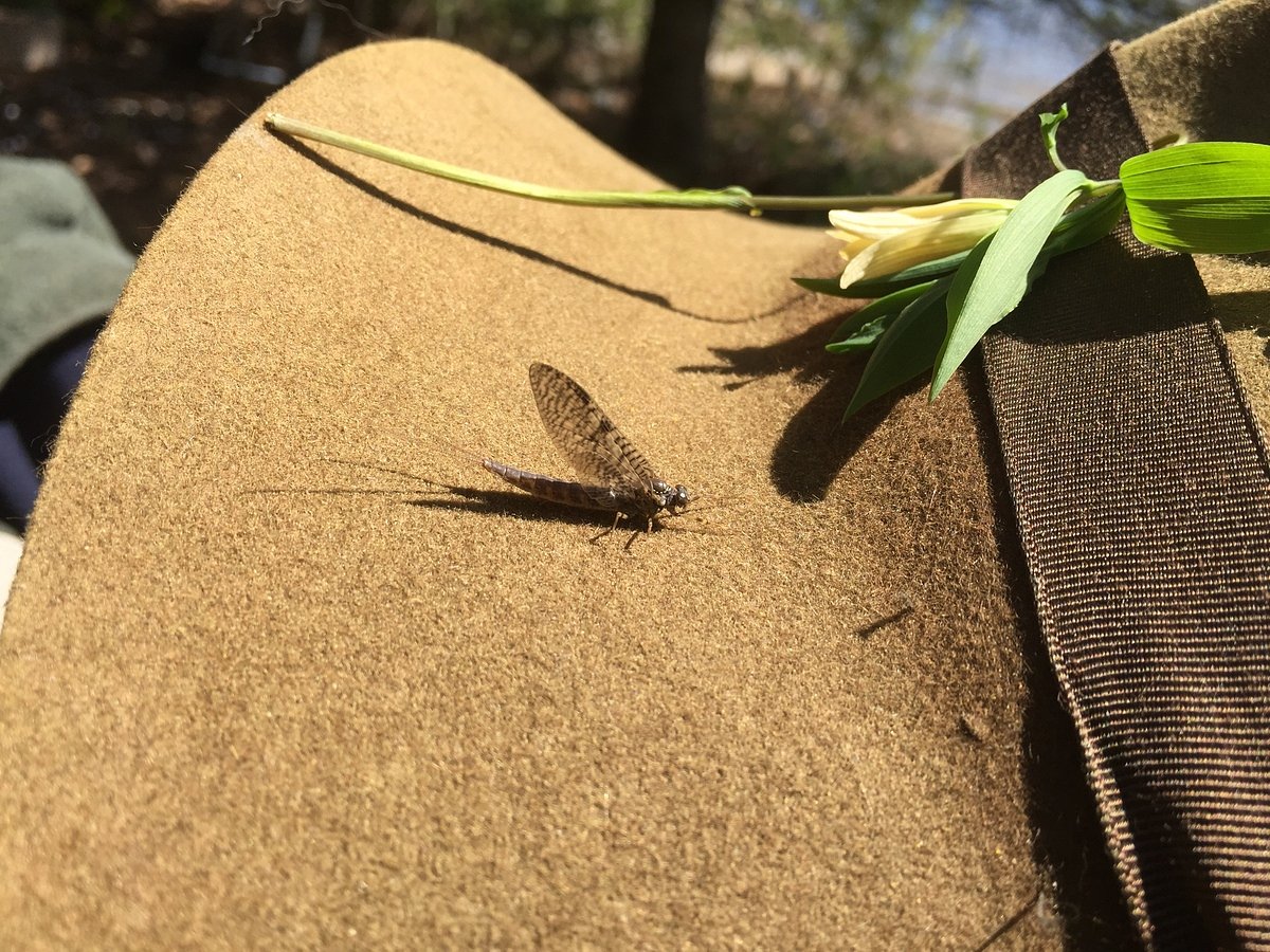 If you want to catch more trout, start by understanding these 3 bugs 
