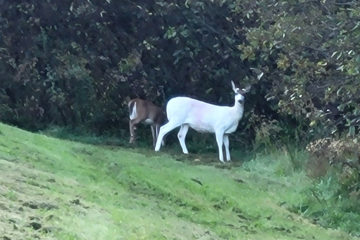 Many hunters have no problem shooting a white deer