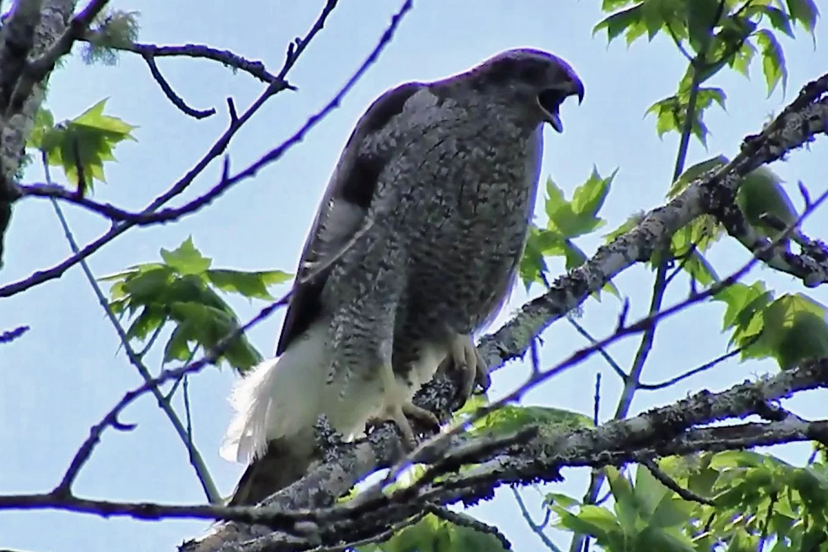 These big birds hunt smaller ones at backyard feeders 