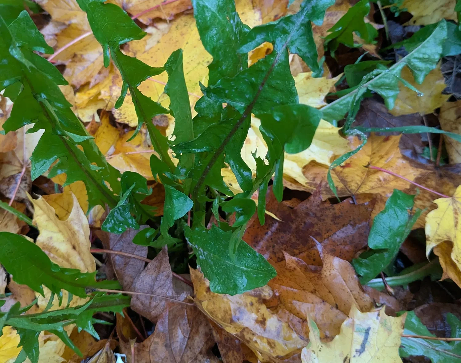 Mushrooms and dandelions in your lawn? That’s a good thing, actually