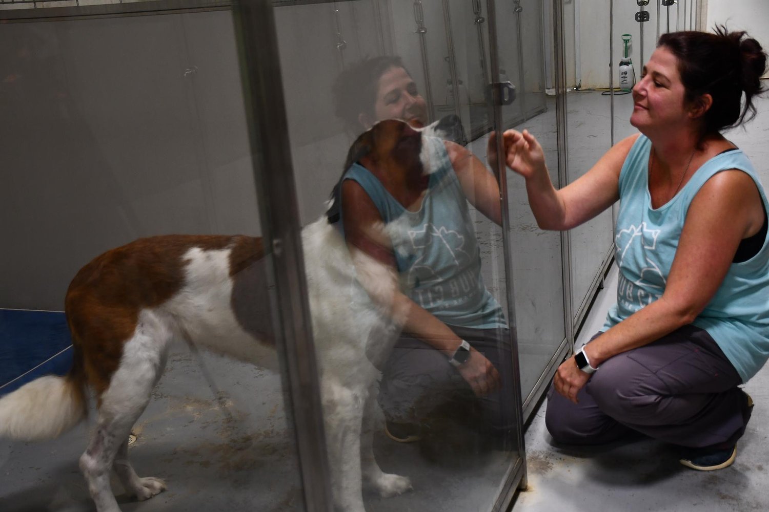 Mississippi leads nation in deadly heartworm infections