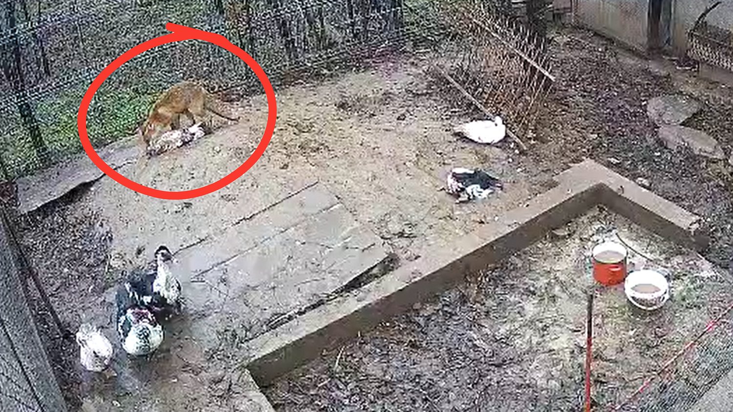 Vulpile fac ravagii în Sibiu: 5 rațe ucise într-o curte, plus apariții aproape zilnice în Ștrand și Terezian / video