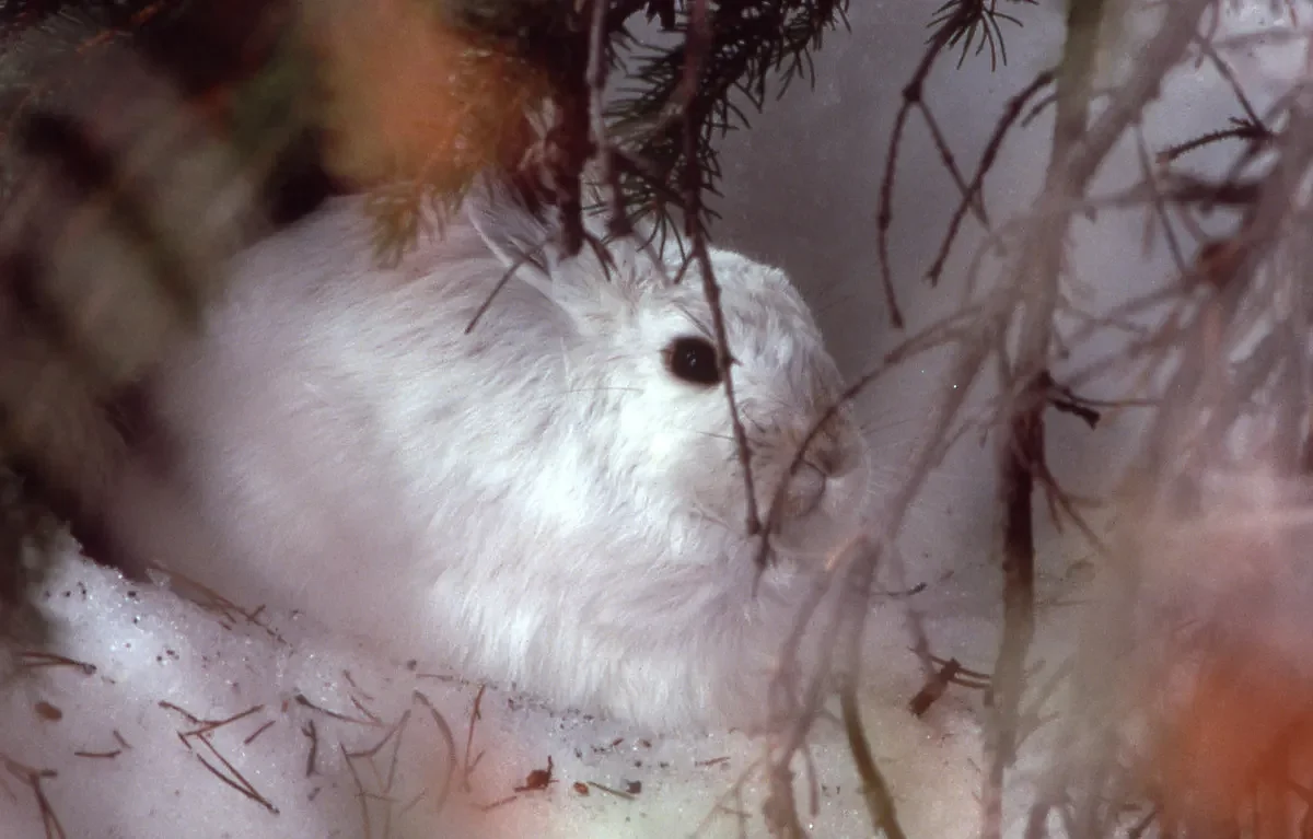 What hunting snowshoe hares with and without a dog taught me   