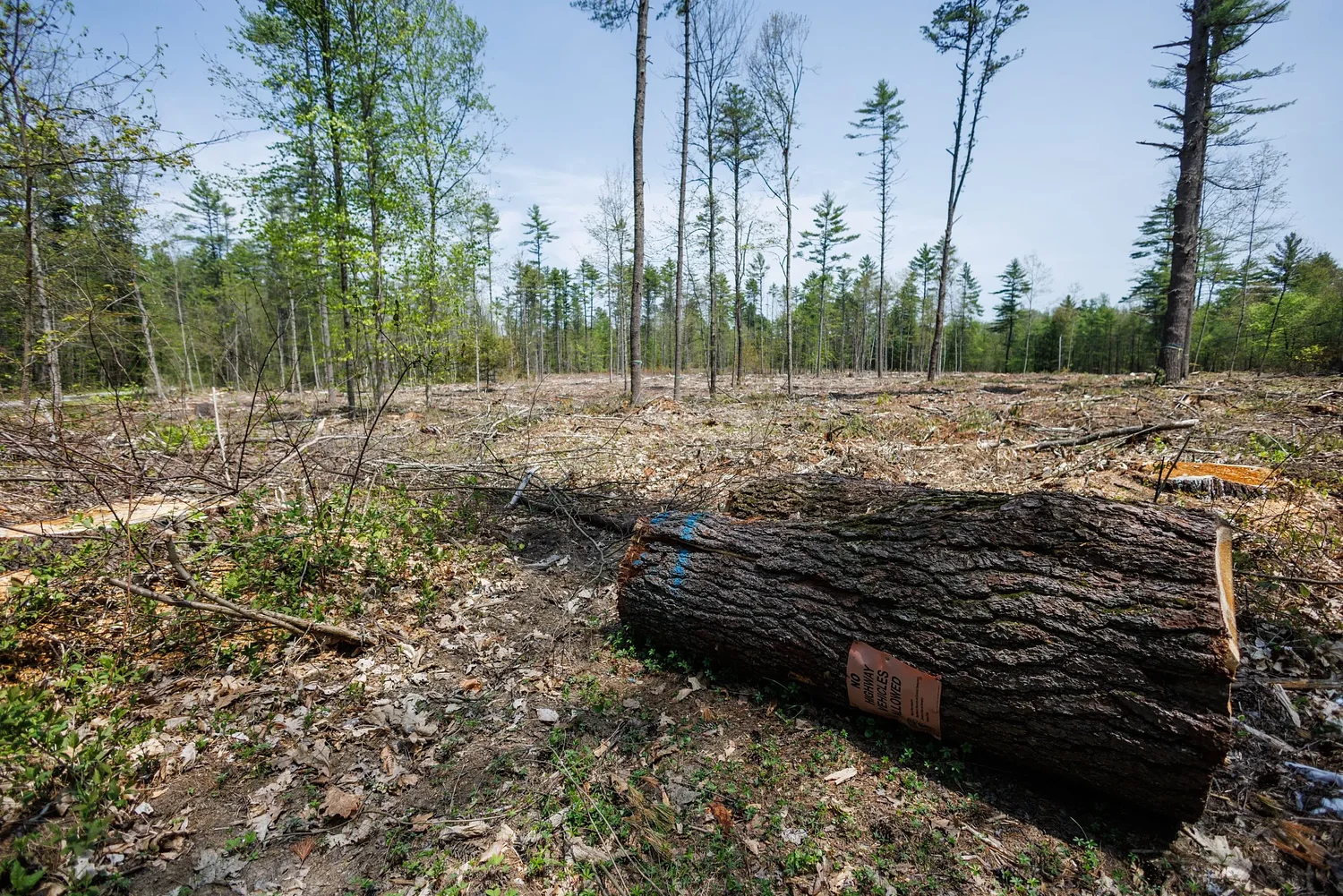 Bear Brook Park prepares for an accessible trail with a big timber cut