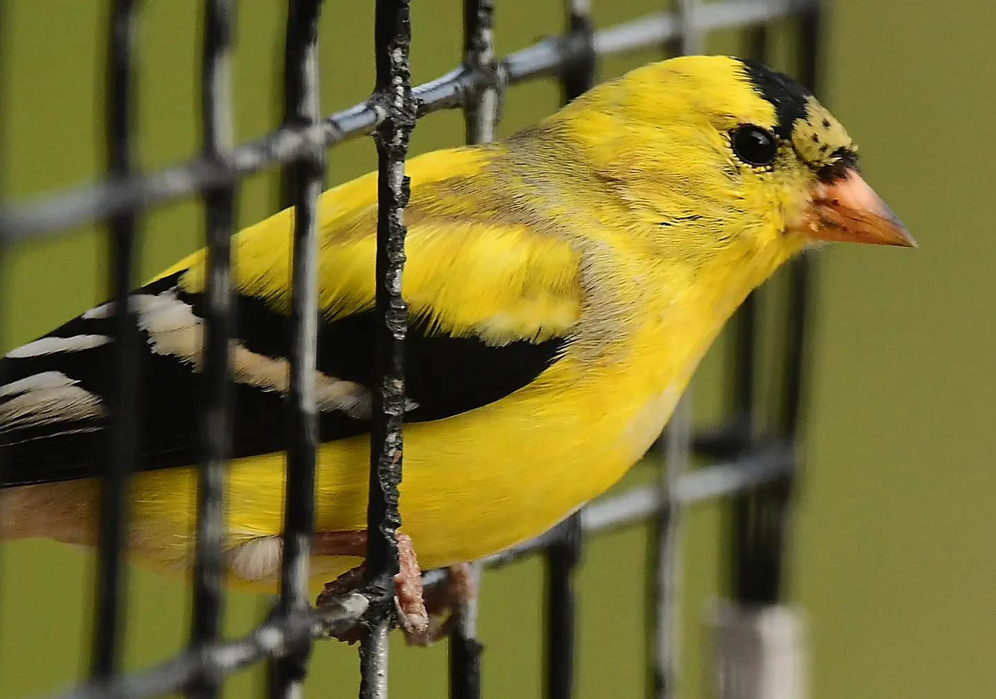 Speaking of Nature: Witnessing a colorful transformation: American goldfinches trade their winter drab for breeding fab