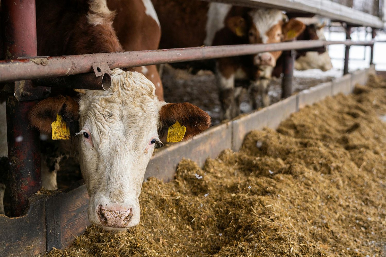 Revoluție în protecția animalelor în Europa: microcip obligatoriu pentru câini și pisici și reguli dure pentru transportul animalelor