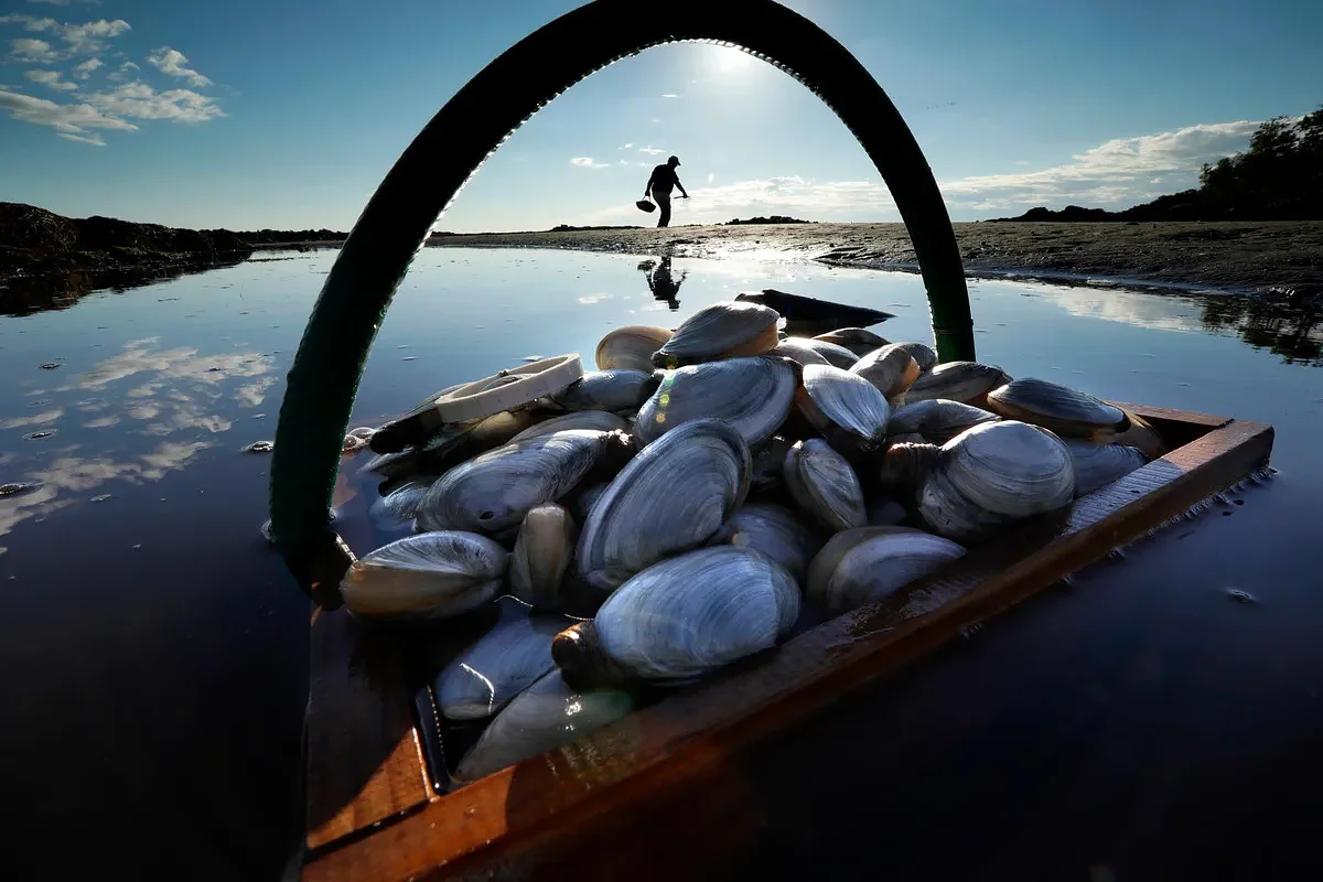 Down East town set to launch clam seeding program this spring