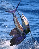 Animal of the Day. The Super Sail Fish.