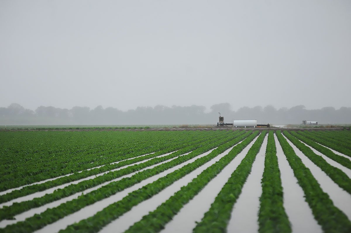 A Food-Growing Tradition Finds New Roots in the Mississippi Delta