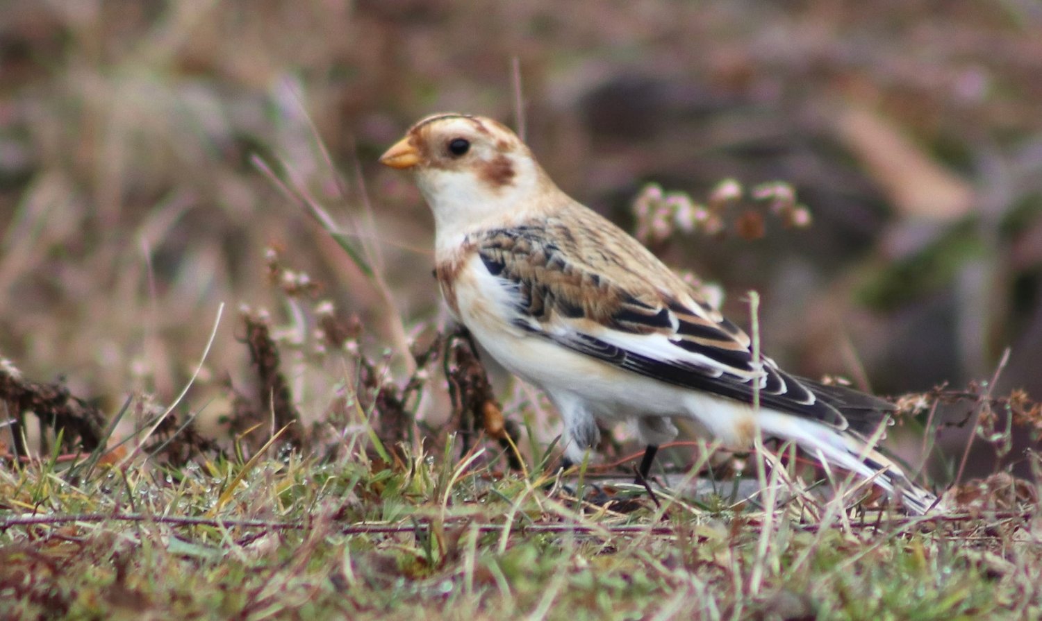 Uncommon Snow Bunting spotted at MacDowell Reservoir in Peterborough