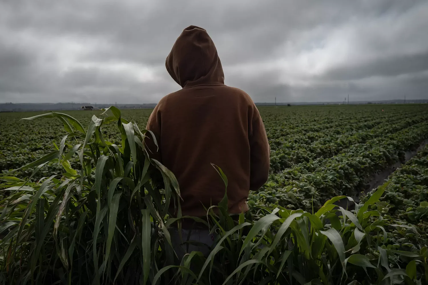 California’s Child Farmworkers: Exhausted, Underpaid, and Toiling in Toxic Fields