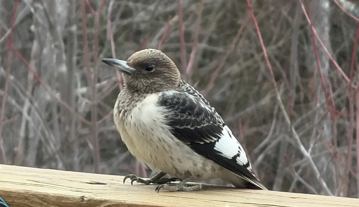 Woodpeckers in Maine are acting weird