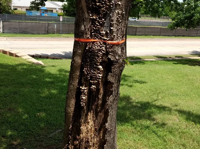 New policy aims to expedite removal of hazardous trees in Greenfield