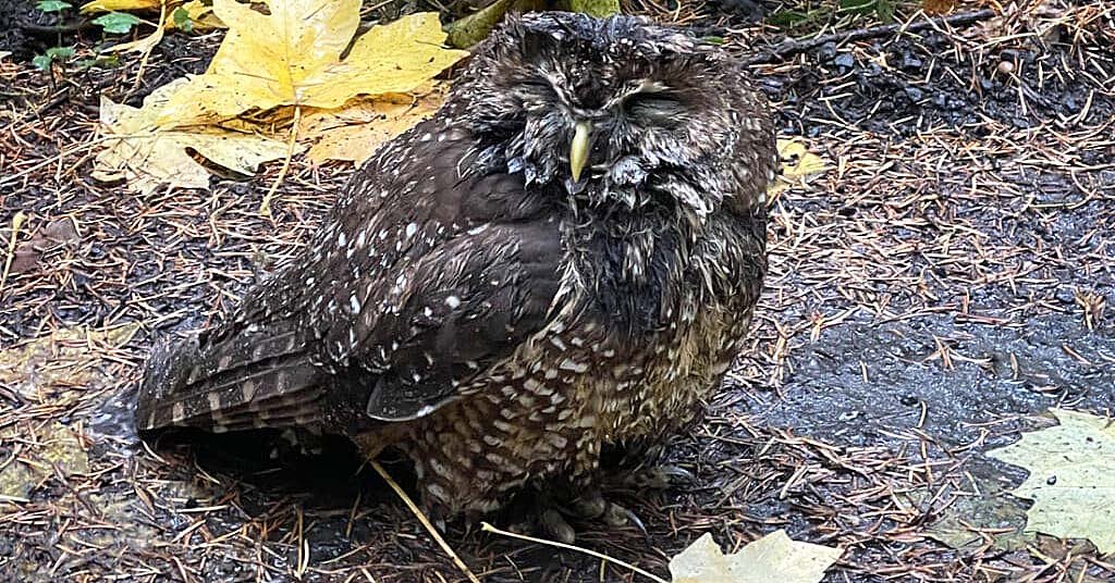 OPINION: Why the Pac NW needs a rodenticide ban