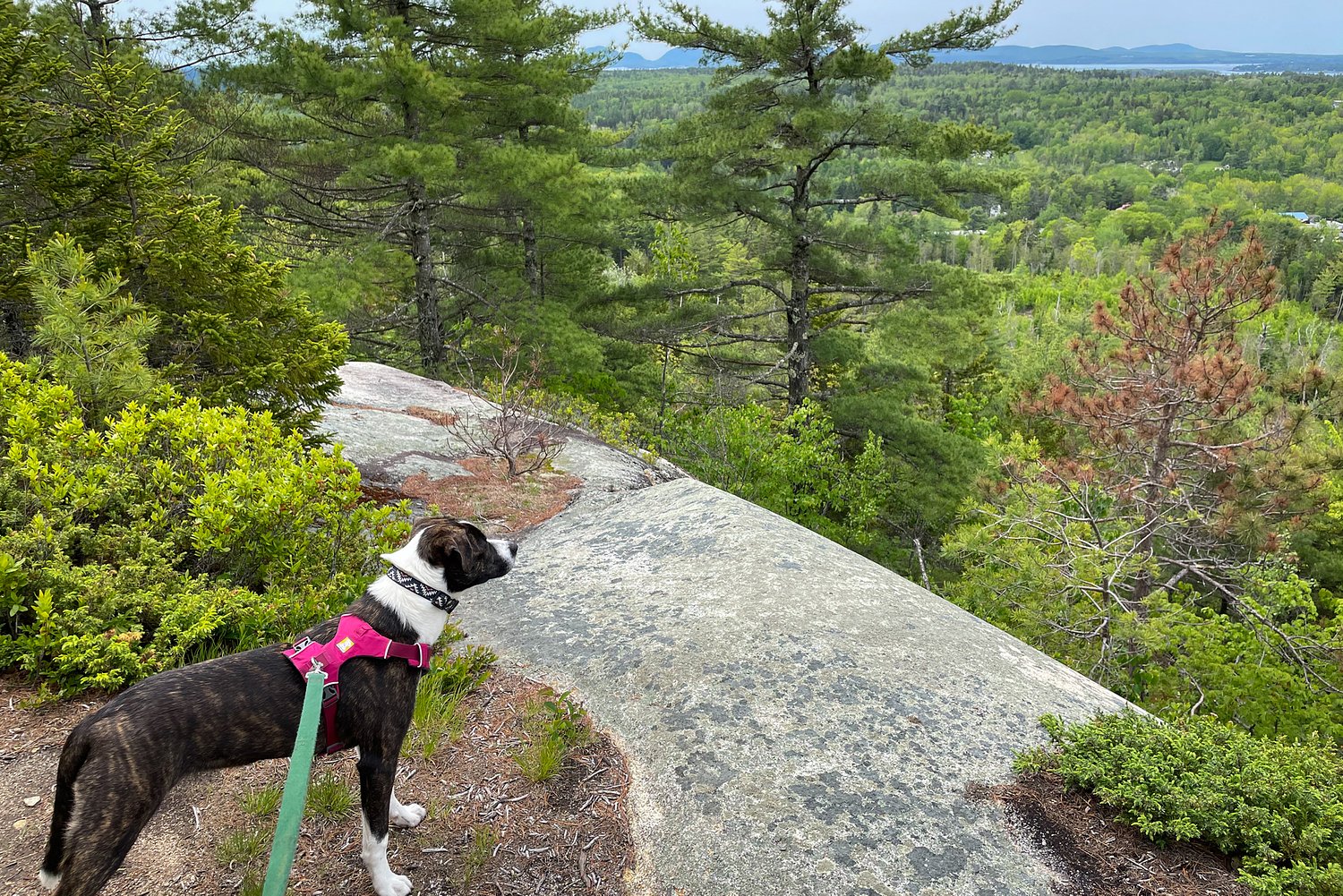 How to keep biting flies off your dog