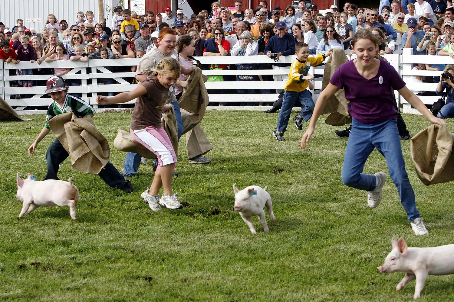 New NH law requires statewide ‘best practices’ for pig scrambles starting in 2027