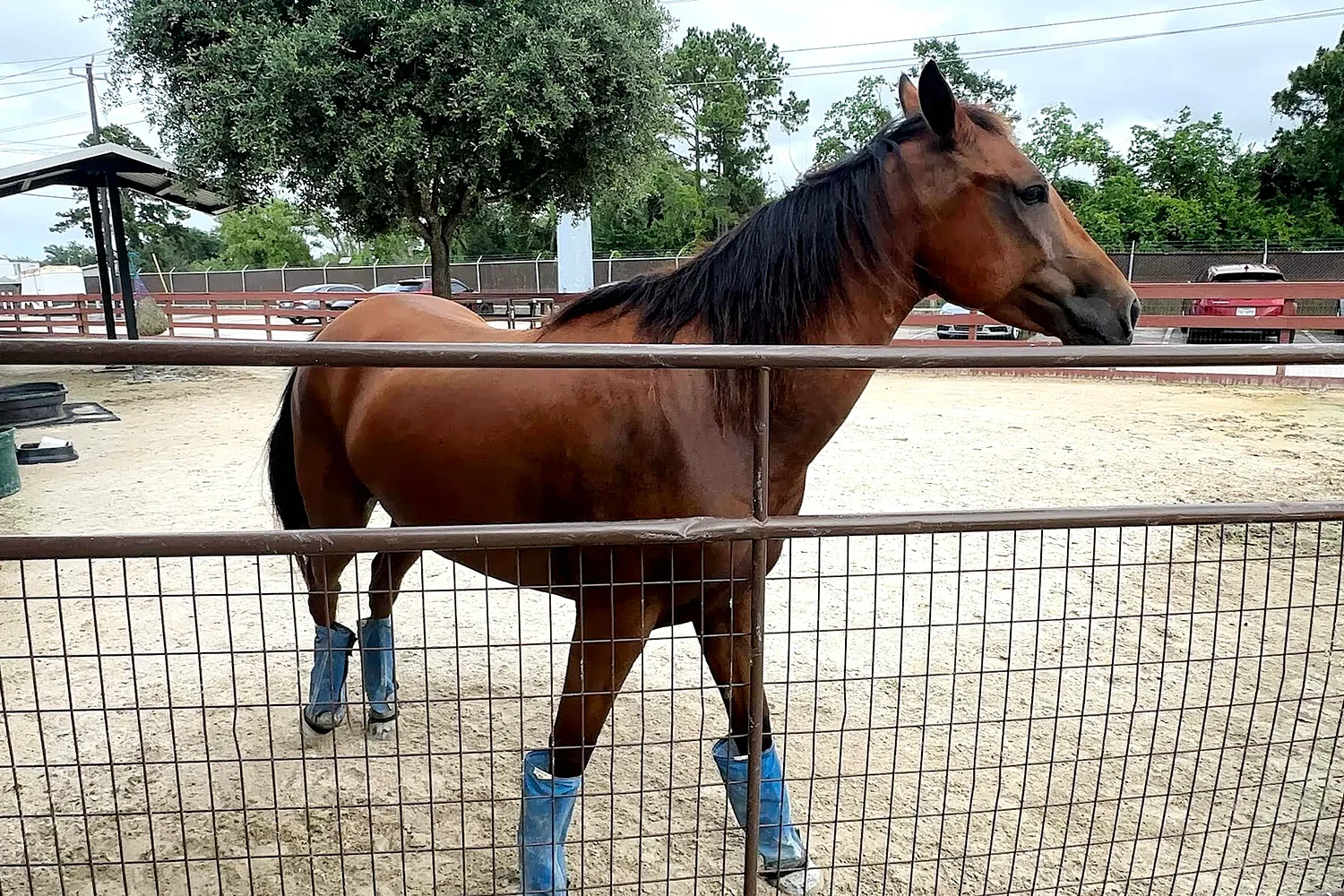 “Mass euthanasias”: Screwworm could have deeper implications for Texas’ already-crowded animal shelters