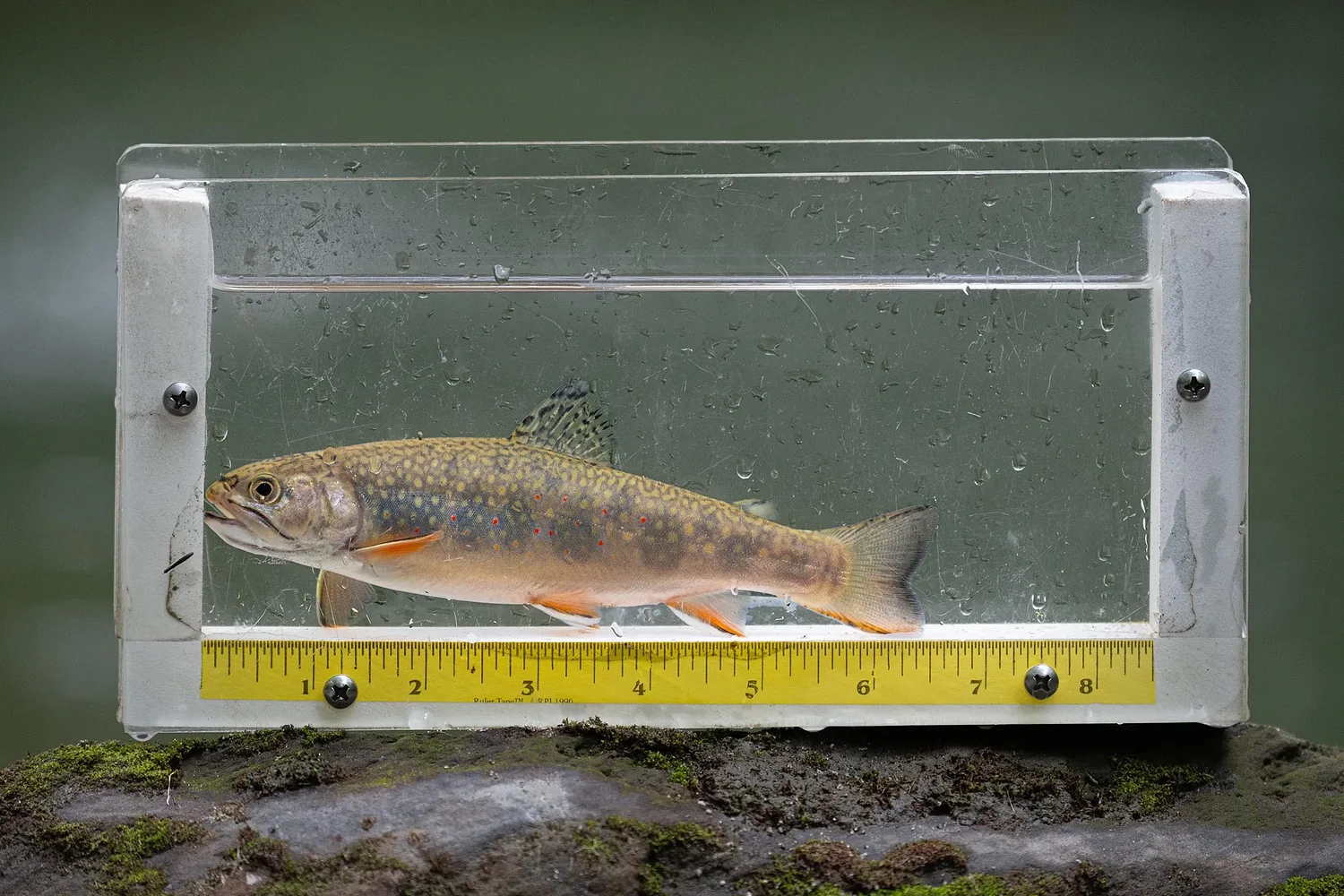Fish face challenges as drought lowers water levels in Vermont rivers