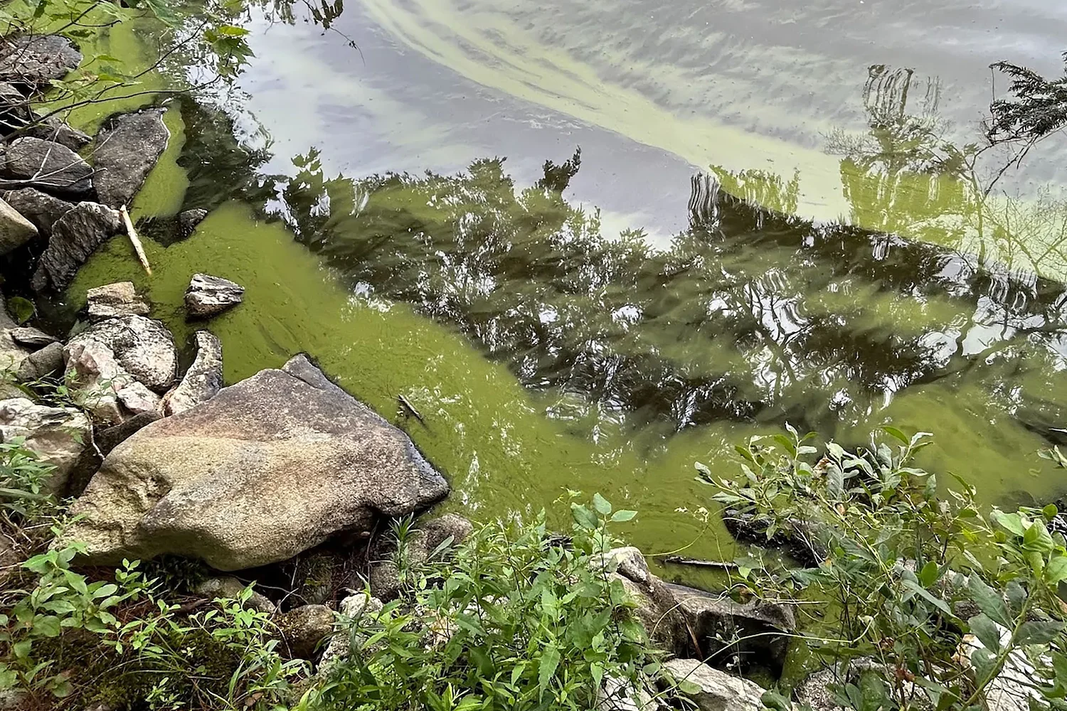 To get ‘toxic stew’ out of NH’s lakes, legislators eye new ways to fund cyanobacteria mitigation