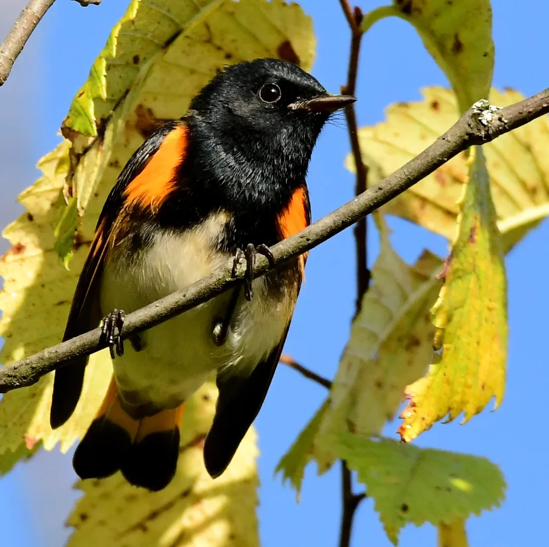 Speaking of Nature: Successfully ‘pishing’: American redstart sighting highlights peak migration season