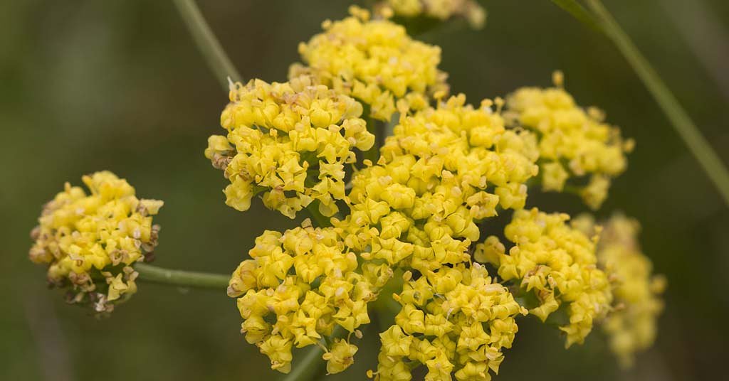 Not so fast: Celebrations over delisting endangered plants might be premature