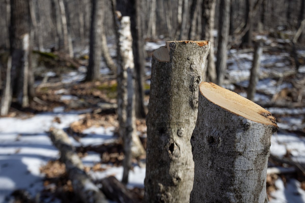 This forestry practice makes ugly scenery on Maine hiking trails