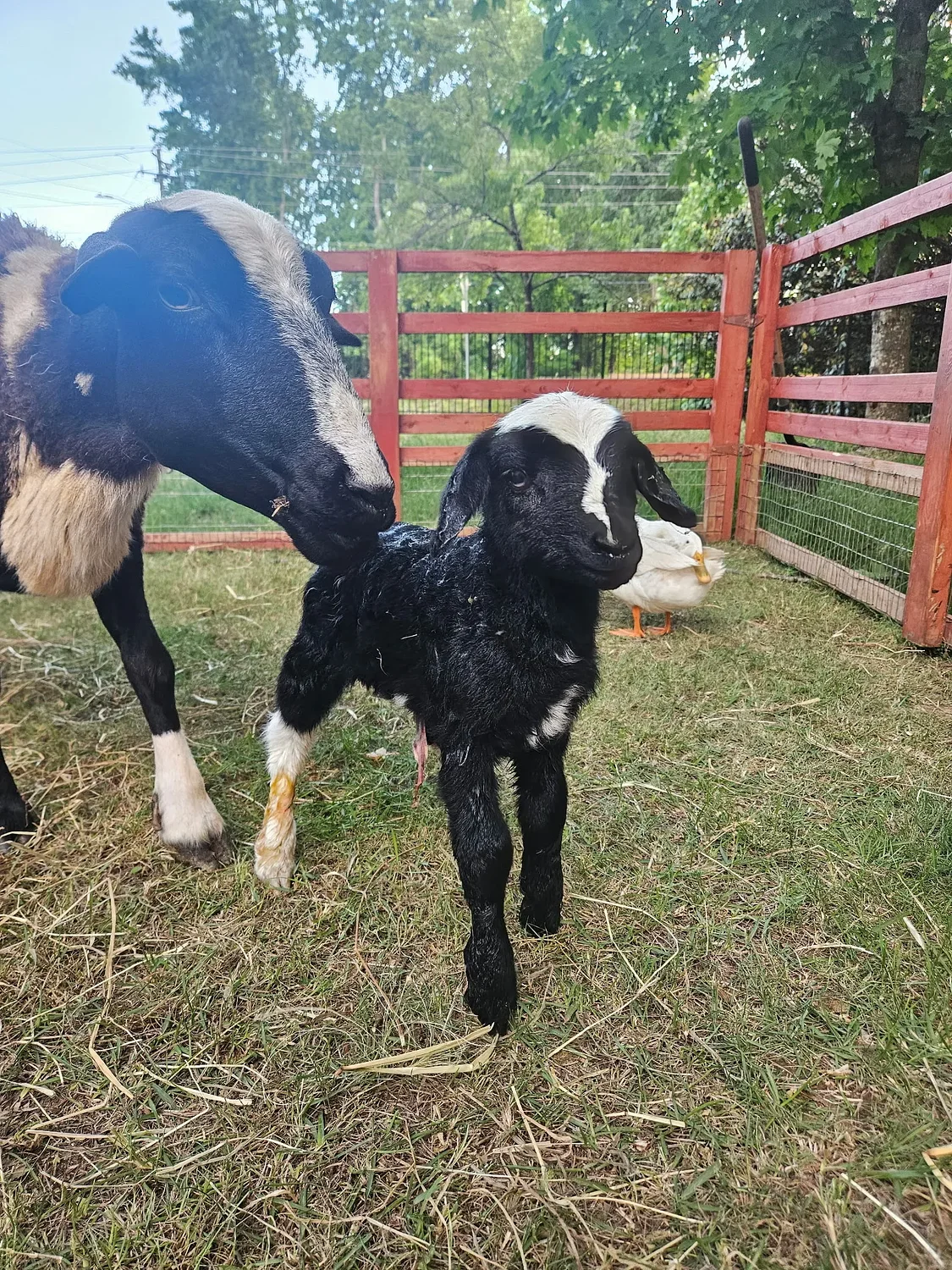 Lag B'Omer event in Dunwoody welcomes unexpected lamb